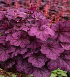 Heuchera 'Wild Rose' PBR / żurawka