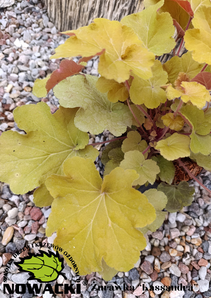 Heuchera villosa 'Kassandra' / żurawka owłosiona