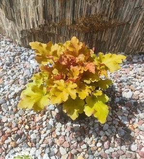 Heuchera hybrida 'Marmalade' / żurawka