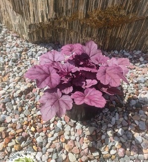 Heuchera hybrida 'Pink Panther'PBR / żurawka