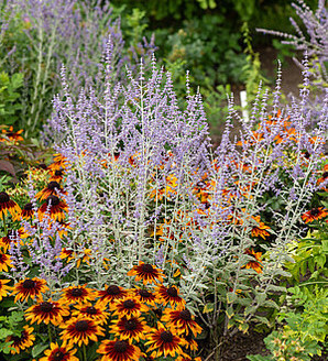 Perovskia atriplicifolia 'Silvery Blue' / perowskia łobodolistna