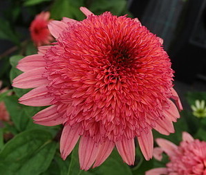 Echinacea purpurea 'Rasberry Truffle' / jeżówka 