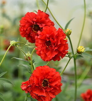 Geum hybridum 'Samba Sunset'® / kuklik