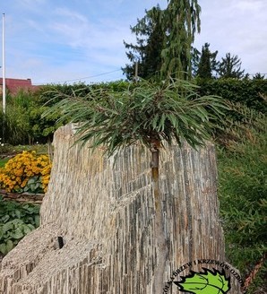 Fagus sylvatica 'Mercedes' / buk zwyczajny