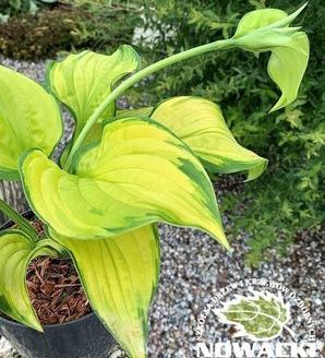 Hosta hybrid 'Wide Brim' / funkia