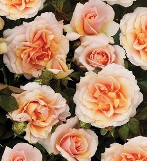 Rosa Caerphilly™Castle® Poulcas047(N) / róża rabatowa
