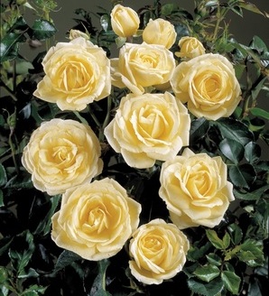 Rosa Chambord™Castle®Poulcas012(N) / róża rabatowa