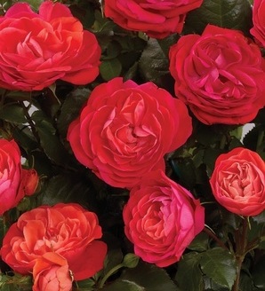 Rosa Dover™Castle®Poulcas049(N) / róża rabatowa
