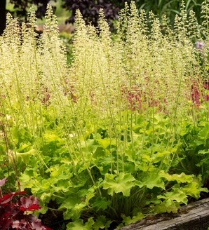Heuchera hybrida 'Rex Lime® / żurawka