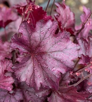 Heuchera hybrida 'Rex Purple® / żurawka