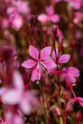 Gaura lindheimeri Siskiyou Pink / gaura