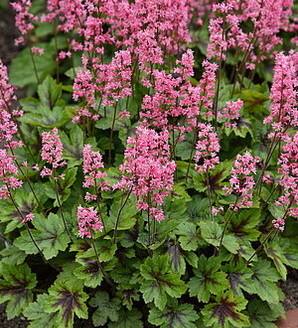 Heucherella hybrida 'Pink Revolution' / żuraweczka