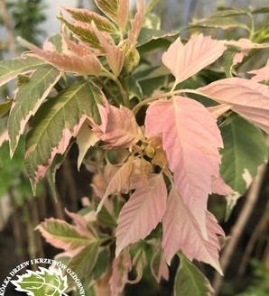 Acer negundo 'Flamingo' / klon jesionolistny 