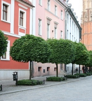 Acer platanoides 'Globosum' / klon zwyczajny