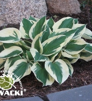 Hosta hybrid 'Minute Man' / funkia