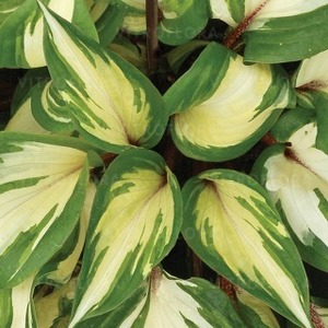 Hosta hybrid 'Raspberry Sundae' / funkia