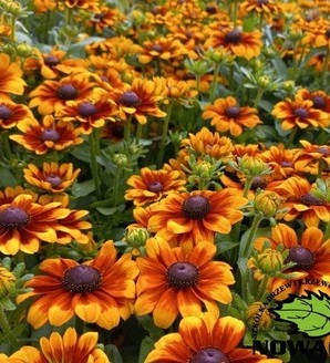 Rudbeckia hybrida 'Littlebeckia®Sunrise' / rudbekia
