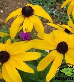Rudbeckia hybrida 'Littlebeckia®Sunshine' / rudbekia