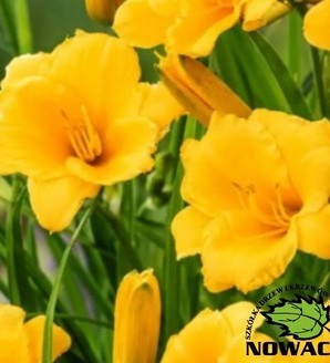 Hemerocallis 'Stella de Oro' / liliowiec