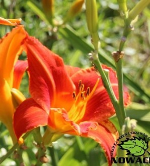 Hemerocallis 'Younique Orange' / liliowiec