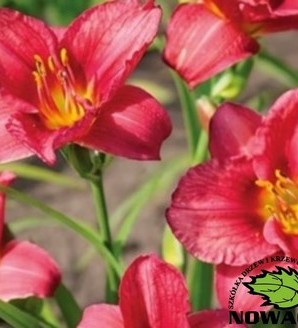 Hemerocallis 'Younique Red' / liliowiec