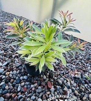Pieris 'Flaming Silver' / pieris