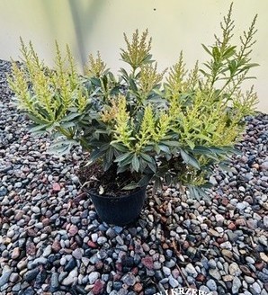 Pieris japonica 'Debutante' / pieris