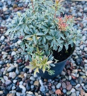 Pieris japonica 'Little Heath' / pieris