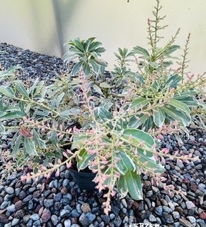 Pieris japonica 'Ralto' / pieris