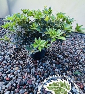 Pieris japonica 'Sarabande' / pieris