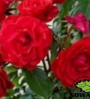 Rosa Balbo™Courtyard®Poulcy022(N) / róża rabatowa