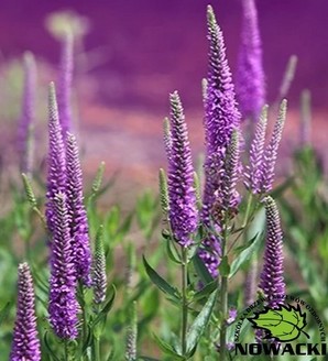Veronica 'Lancita Purple' / przetacznik