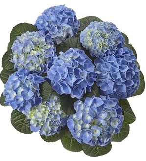 Hydrangea macrophylla 'Happy Blue' / hortensja ogrodowa