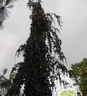 Fagus sylvatica 'Purpurea Pendula' / buk zwyczajny