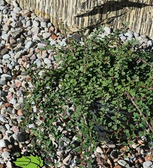 Cotoneaster radicans 'Eichholz' / irga rozesłana