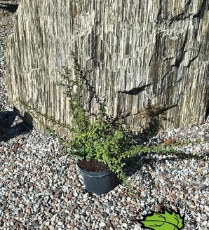 Cotoneaster suecicus 'Coral Beauty' / irga szwedzka