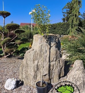 Hibiscus syriacus na pniu mix / ketmia syryjska szczepiona na pniu