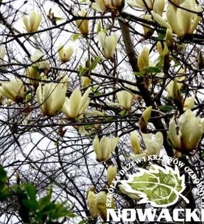 Magnolia 'Limelight' / magnolia