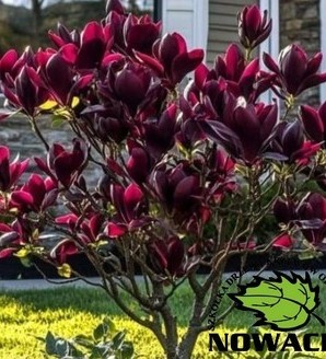 Magnolia soulangeana 'Genie'® / magnolia soulangeana