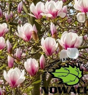 Magnolia soulangeana 'Winelight' / magnolia soulangeana
