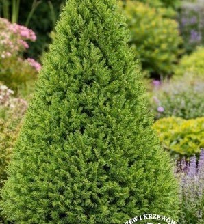 Picea glauca 'Conica Forever green' / świerk biały