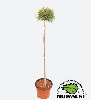 Pinus 'Adam' / sosna