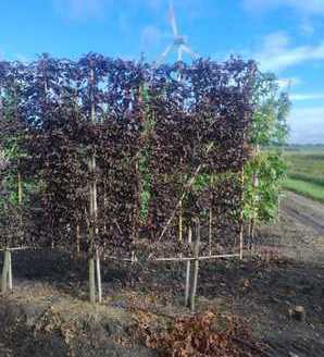 Prunus cerasifera 'Pissardii' (SZPALER) / śliwa wiśniowa