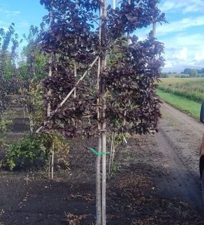 Prunus cerasifera 'Pissardii' / śliwa wiśniowa
