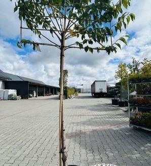 Prunus serrulata 'Kanzan' (SZPALER) / wiśnia piłkowana