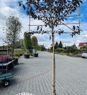 Prunus serrulata 'Royal Burgundy' (SZPALER) / wiśnia piłkowana