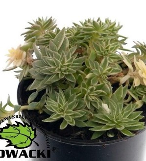 Sedum Lineare /rozchodnik liniowaty