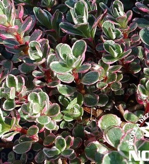 Sedum spurium 'Tricolor' / rozchodnik kaukaski