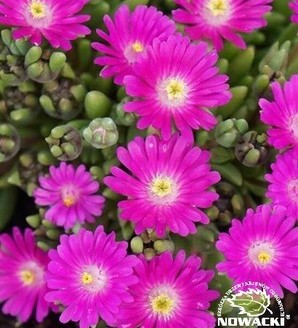 Delosperma 'Sundella Neon' PBR / słonecznica wysokogórska