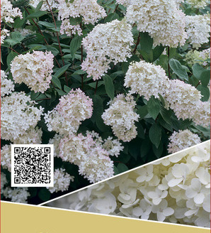 Hydrangea paniculata 'Grandiflora' / hortensja bukietowa